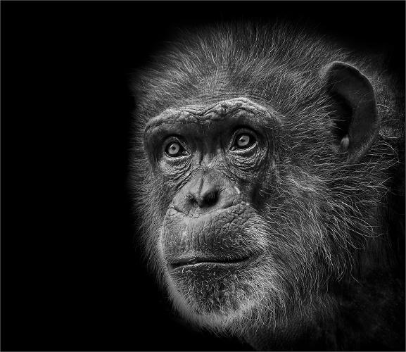 Contemplation - Chris Aldred