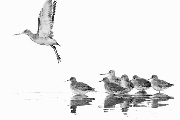 Leading the Way - Chrissie Hart