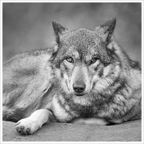 Timber Wolf - Colin Brett