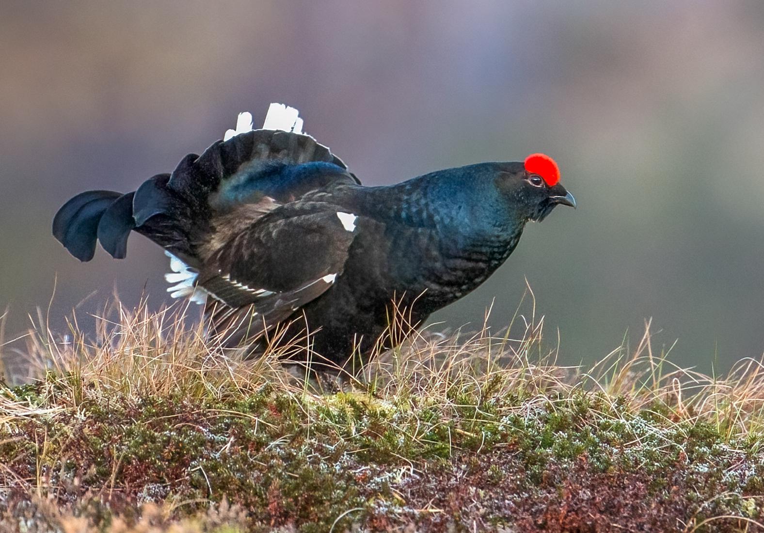 Black Grouse at the Lek (2) (1) - Robert Macdonald