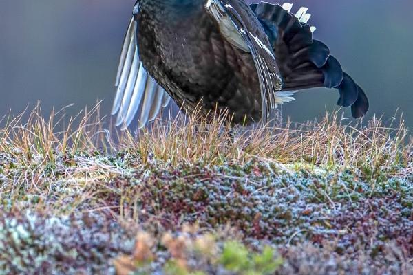Black Grouse at the Lek (2) (2) - Robert Macdonald