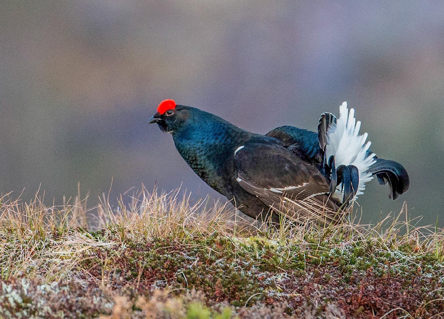 Black Grouse at the Lek (2) (3) - Robert Macdonald