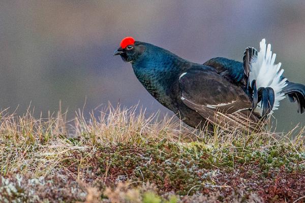 Black Grouse at the Lek (2) (3) - Robert Macdonald