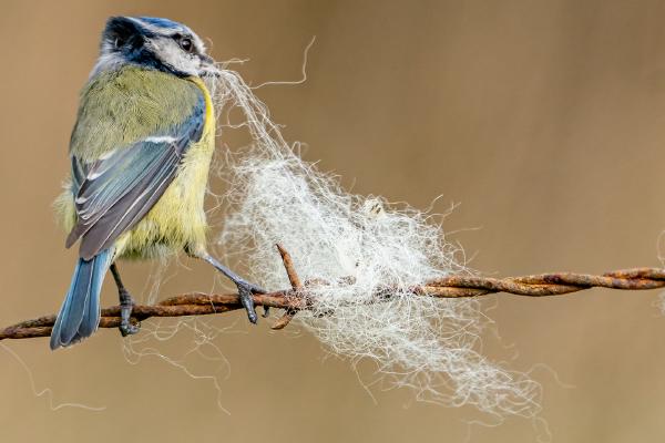 Blue Tit collecting Nesting Material (1) - Marny Macdonald