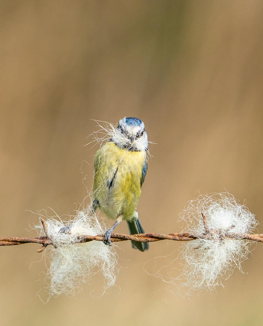 Blue Tit collecting Nesting Material (2) - Marny Macdonald