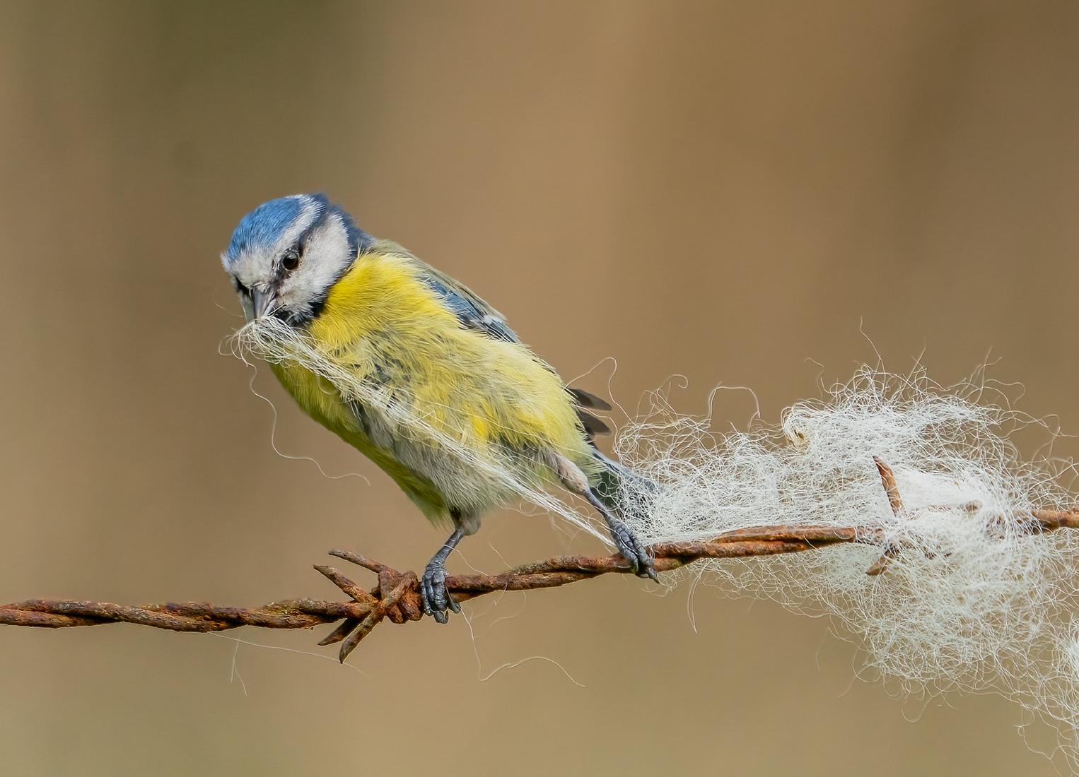 Blue Tit collecting Nesting Material (3) - Marny Macdonald