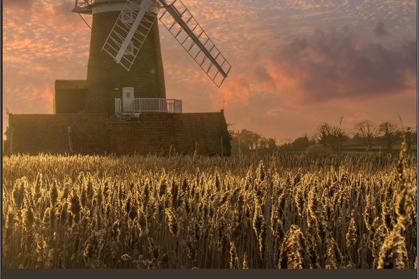 Sails in the reeds (1) - Peter Pangbourne
