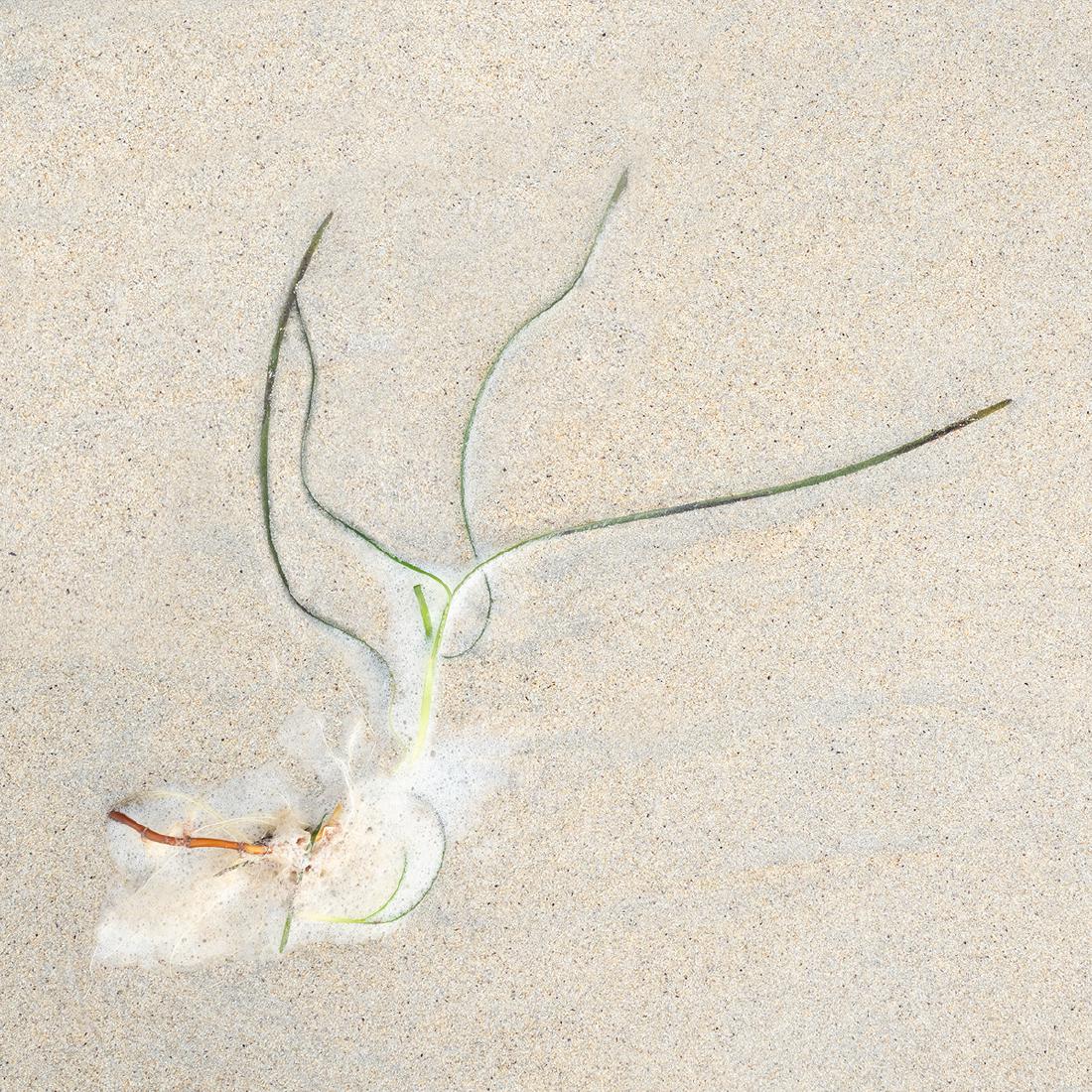 Seaweed and Foam (1) - Chrissie Hart