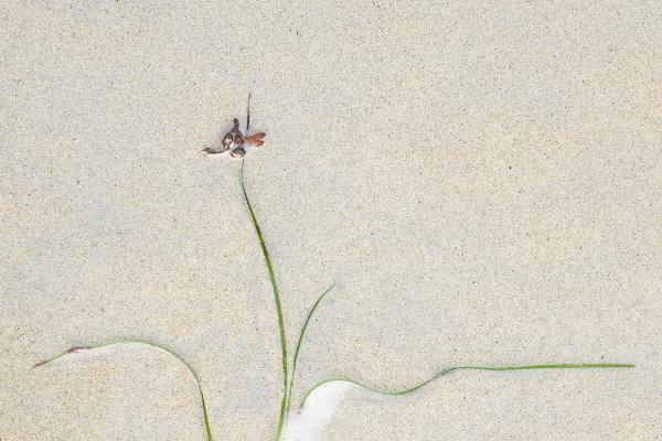Seaweed and Foam (2) - Chrissie Hart