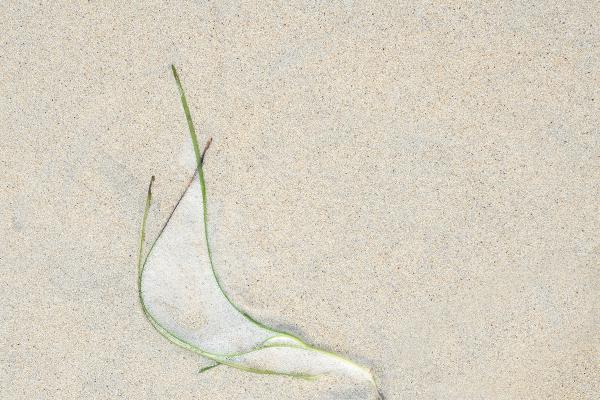 Seaweed and Foam (3) - Chrissie Hart