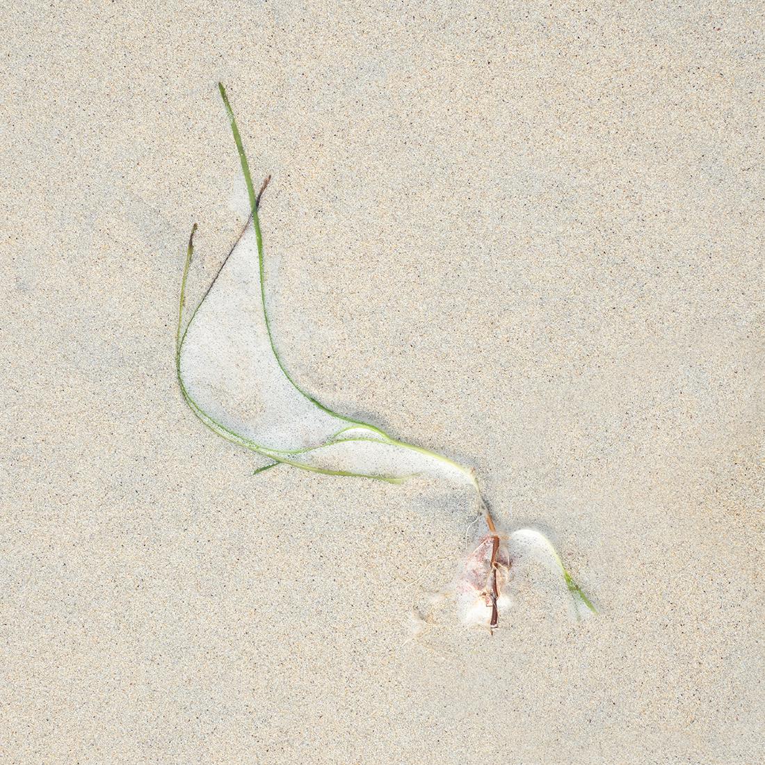 Seaweed and Foam (3) - Chrissie Hart