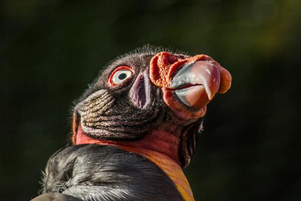 A face only a mother can love - David Cross