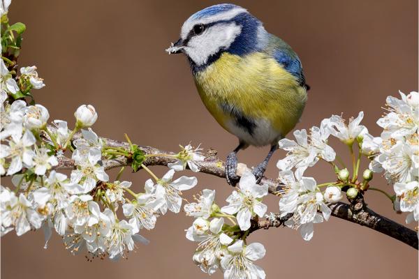 Blue Tit feeding on blossom - Derek Howes