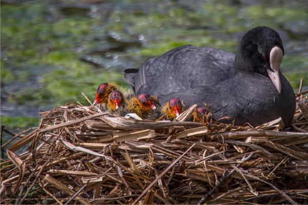 Colourful Brood - Jan Cross