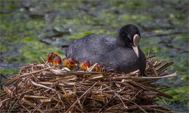 Colourful Brood - Jan Cross
