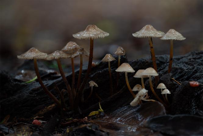 Family of Mushrooms - Shaun Hykel