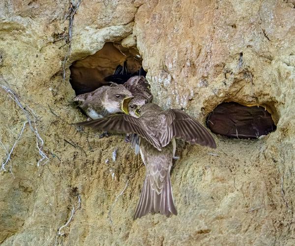 Feed Me - David Cross