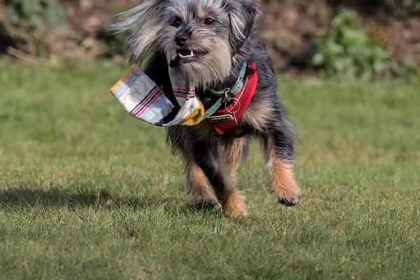 Flora, is that my sock - Lynn Rix
