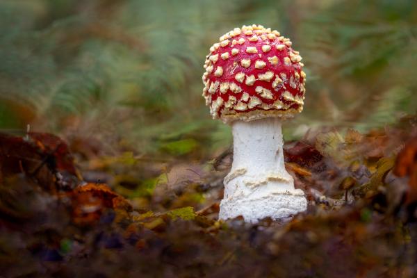 Fly Agaric in Pods Wood - Kate Jackson
