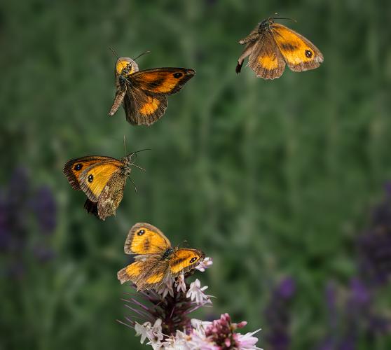 Gatekeeper take off - Chris Aldred