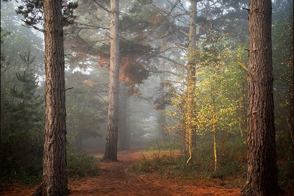 Pine Passage - Kate Jackson