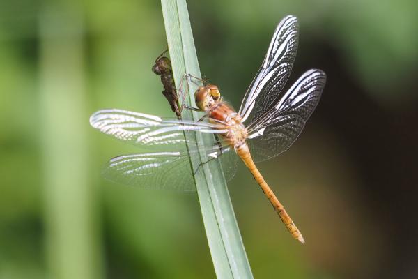 Teneral Common Darter - Robert Farrow