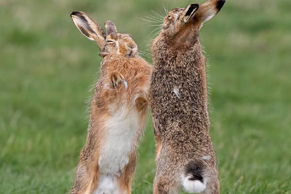 Boxing Hares - Lynn Rix