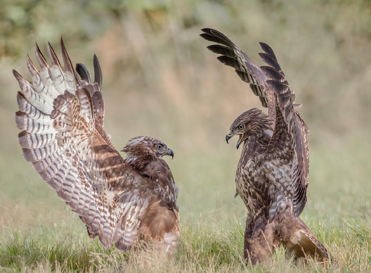 Buzzard Altercation - Chrissie Hart