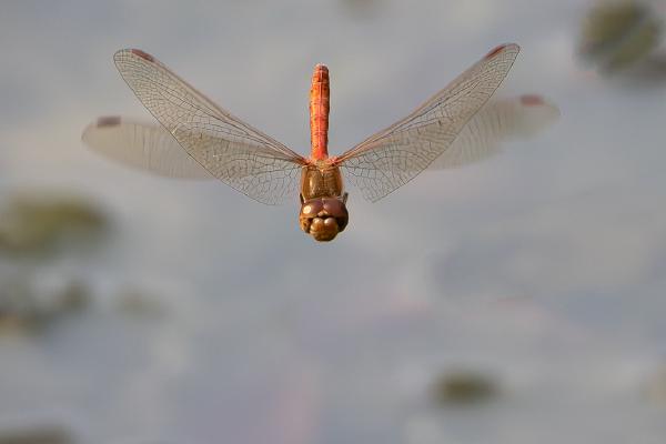 Common Darter - Mary Battye