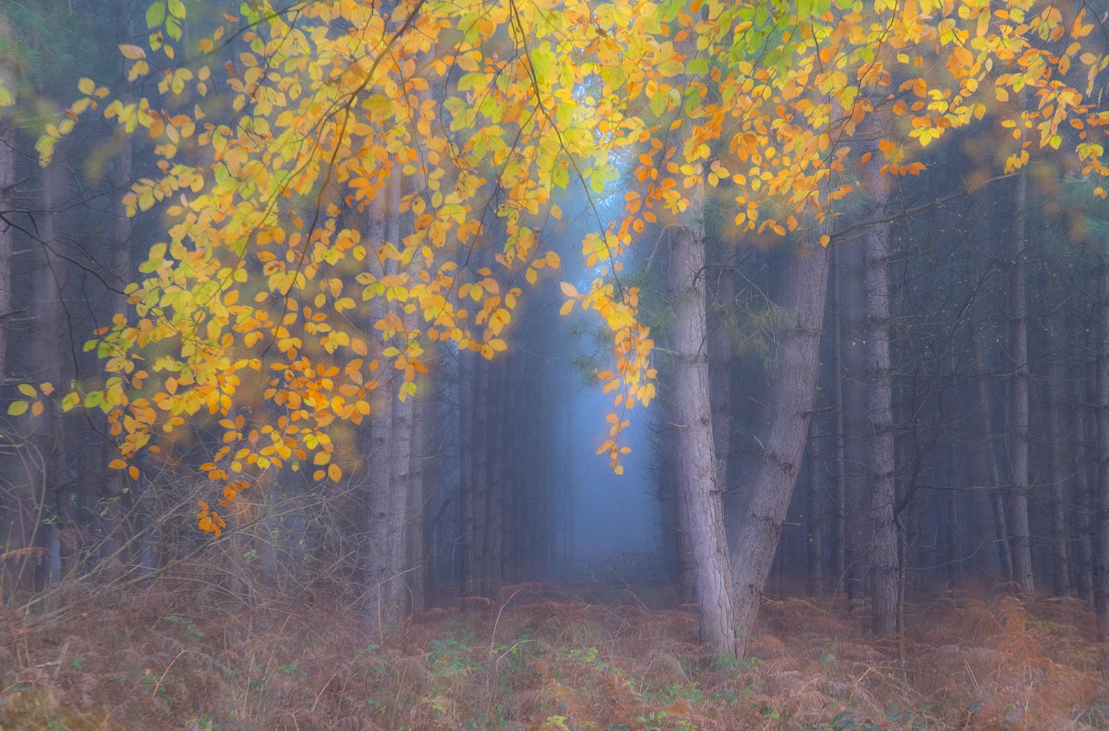 Contrasting Woodlands - Andrew Bailey