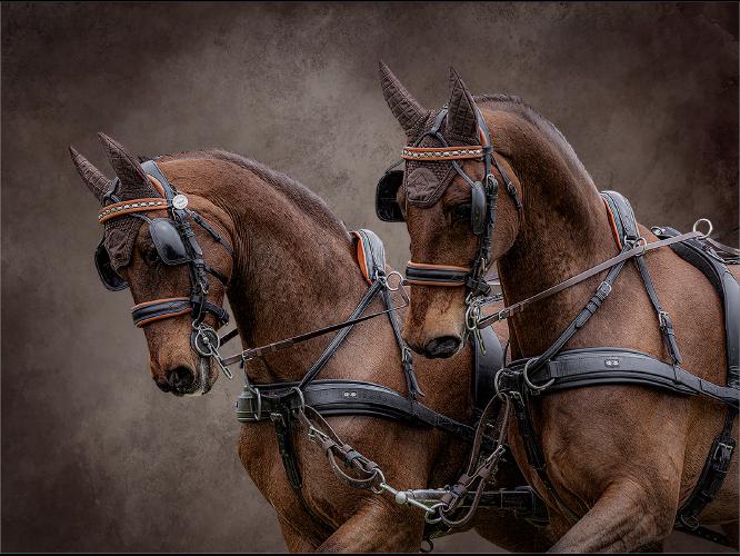 Horse Power - Chris Pugh