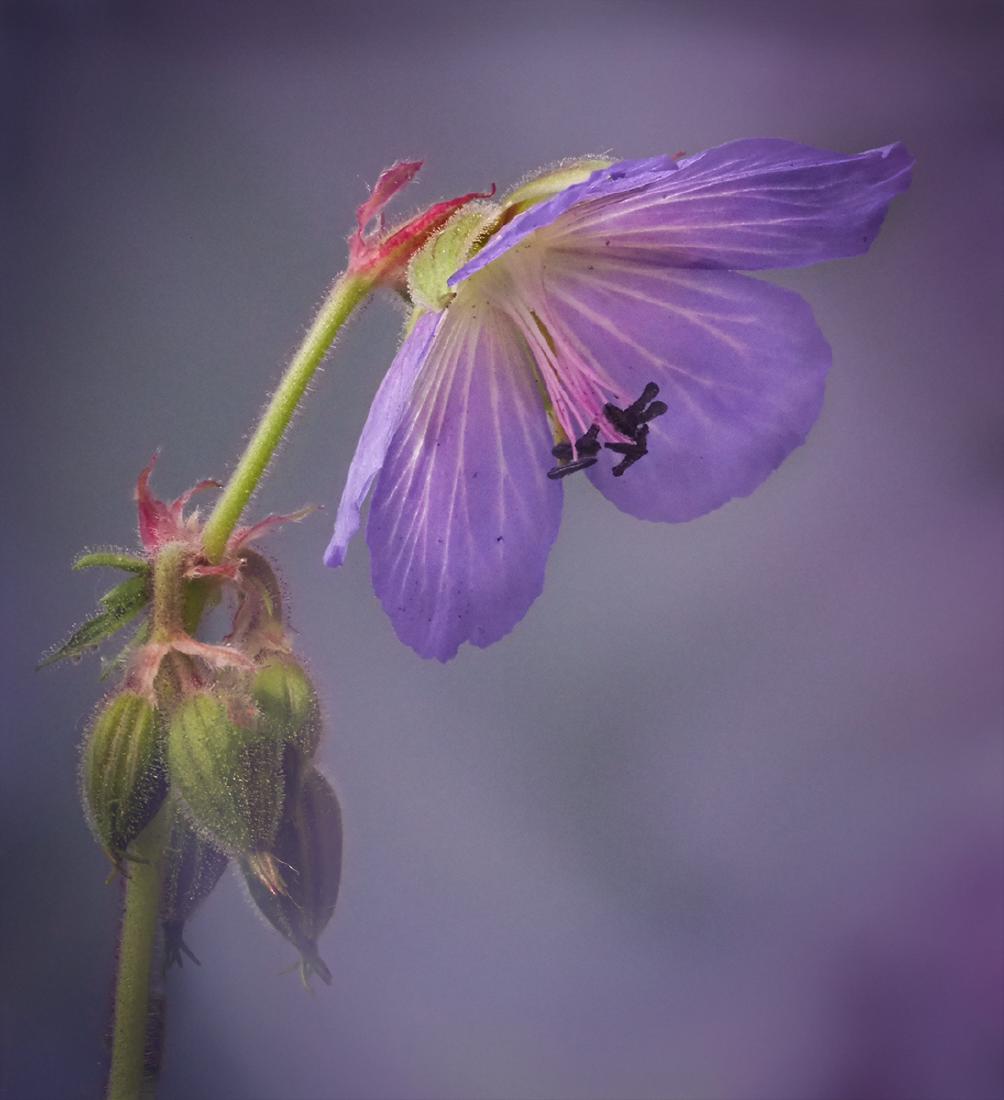 Meadow Cranesbill - Mary Battye