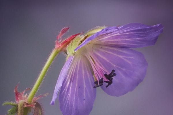 Meadow Cranesbill - Mary Battye