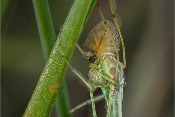 Midge on a Blade of Grass - Jan Cross