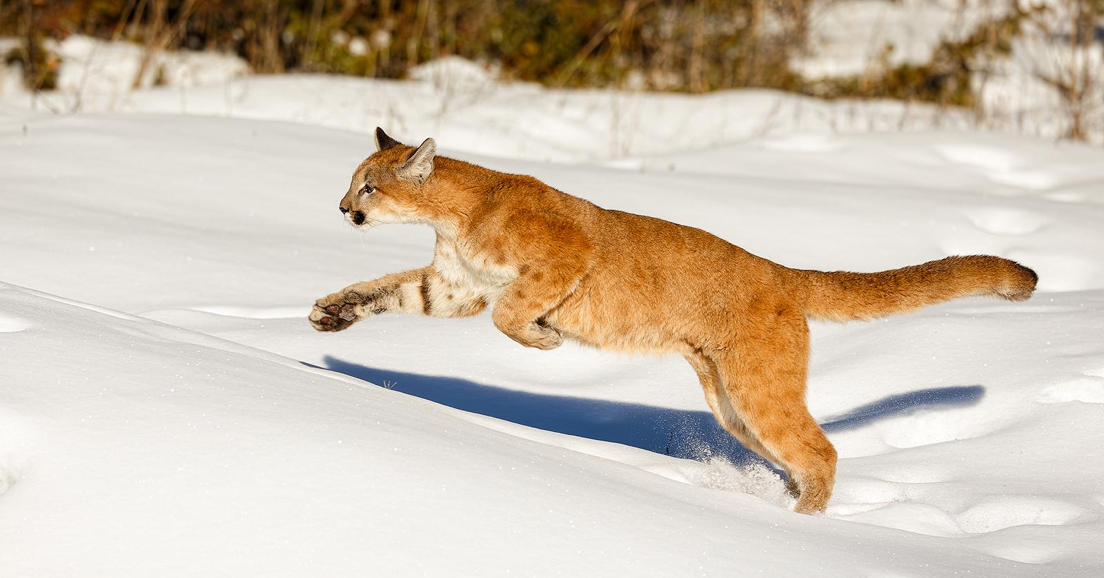 Mountain Lion - Derek Howes