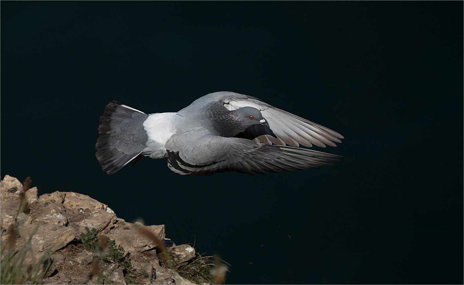 Rock Dove Takes Flight - Colin Brett