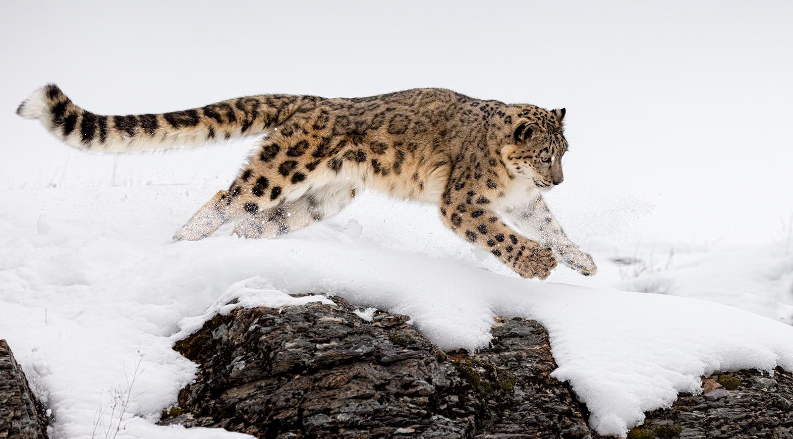 Snow Leopard in full pursuit - Derek Howes