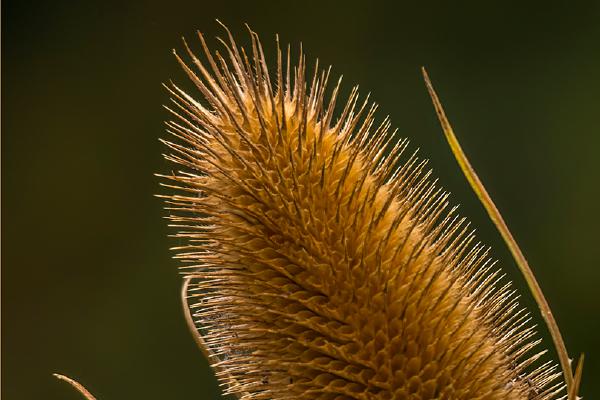 Teasel - Jan Cross