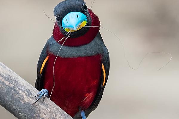 Black and Red Broadbill with Fishing Line - Chrissie Hart