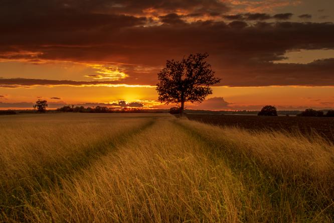 Field of Gold - Mark Kench