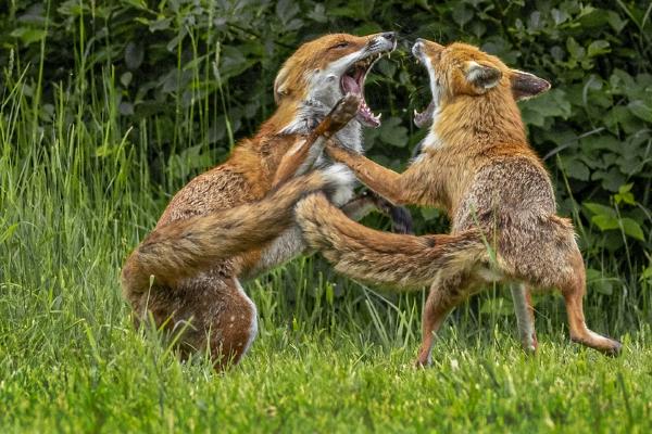 Fighting Foxes - Robert Macdonald
