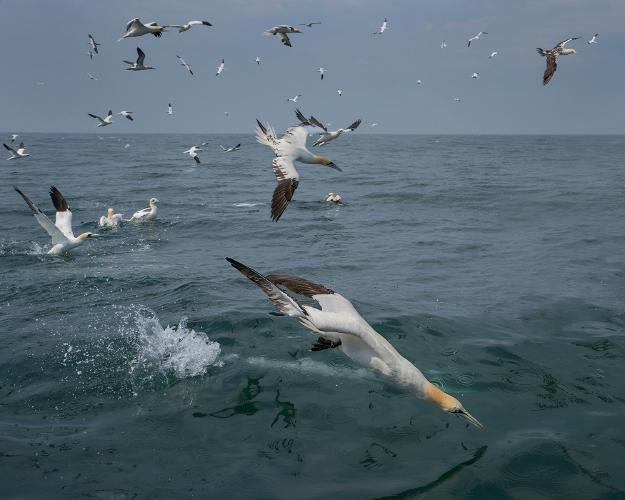 Gannets Fishing - Colin Brett
