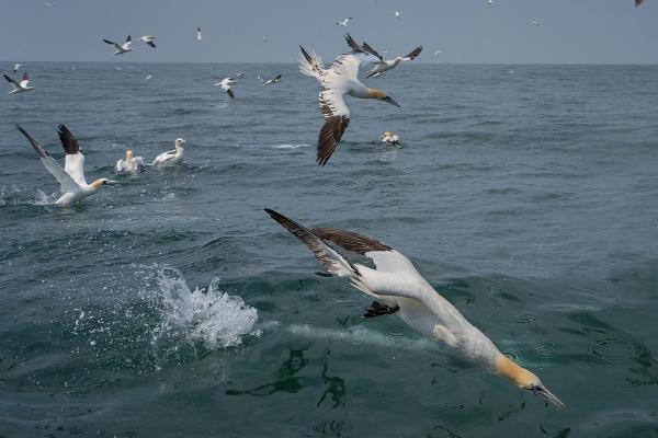 Gannets Fishing - Colin Brett
