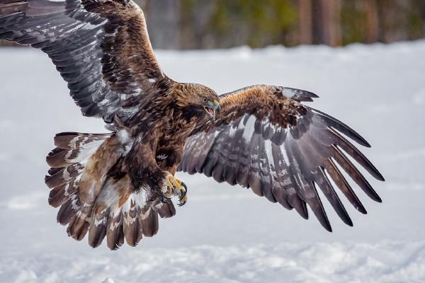 Golden Eagle in pursuit of prey - Marny Macdonald