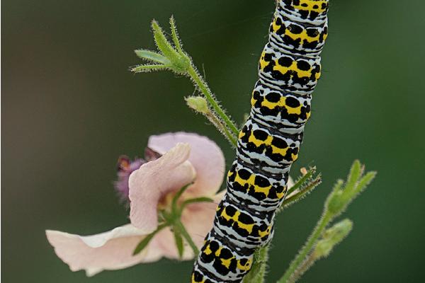 Mullein Caterpillar - Jennifer Brett
