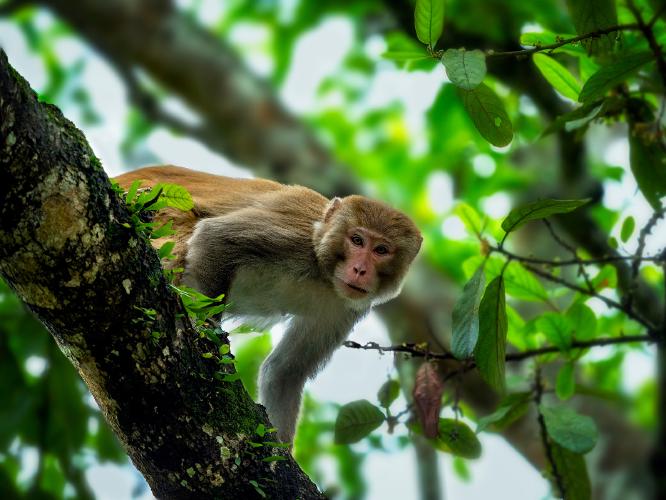 Rhesus Macaque Monkey in Kaziranga - Kate Jackson