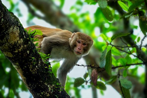 Rhesus Macaque Monkey in Kaziranga - Kate Jackson