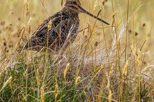 Snipe in the Grass - Jan Cross