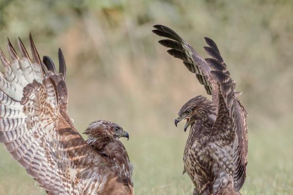 Buzzard Altercation - Chrissie Hart