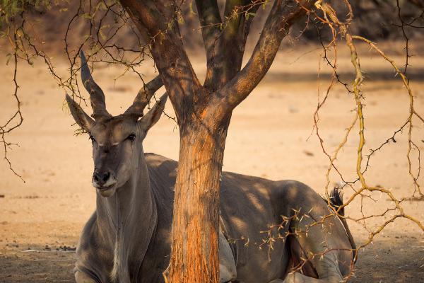 Eland In Some Welcome Shade - David Cross
